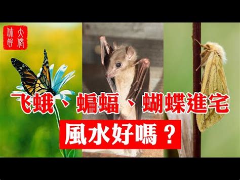 家裡飛進蛾|【家裡出現飛蛾代表什麼】家裡出現飛蛾代表什麼？到。